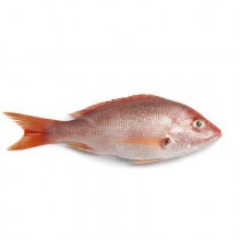 Frozen Red Snapper, Whole